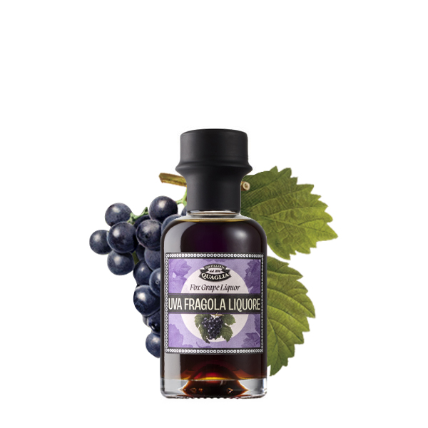 Quaglia_mignon_UvaFragola_illustrazione2023